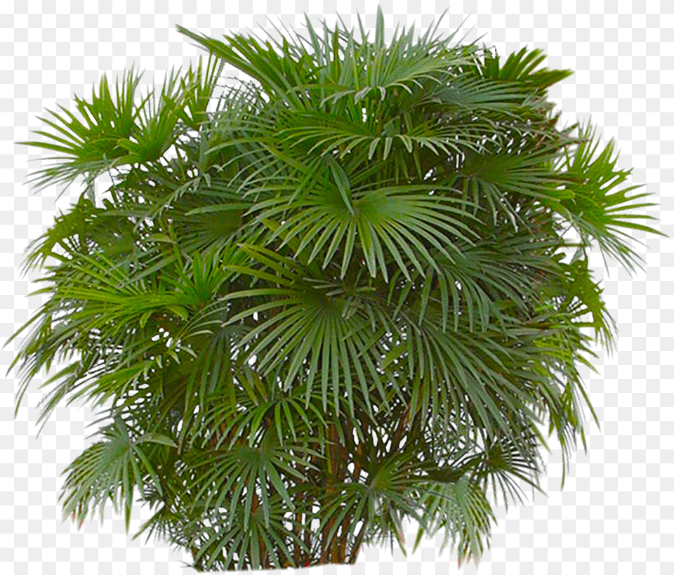 Bushes Transparent Background Bush, Leaf, Palm Tree, Plant, Tree Free Png Download