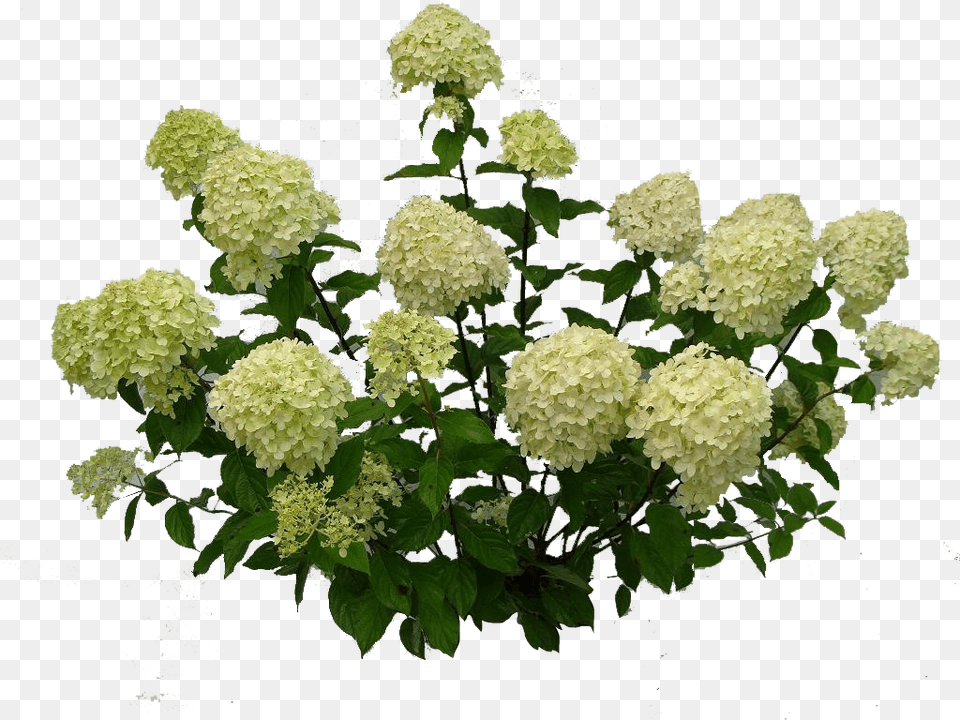 Bushes Hydrangea, Flower, Plant, Leaf, Flower Arrangement Free Png Download