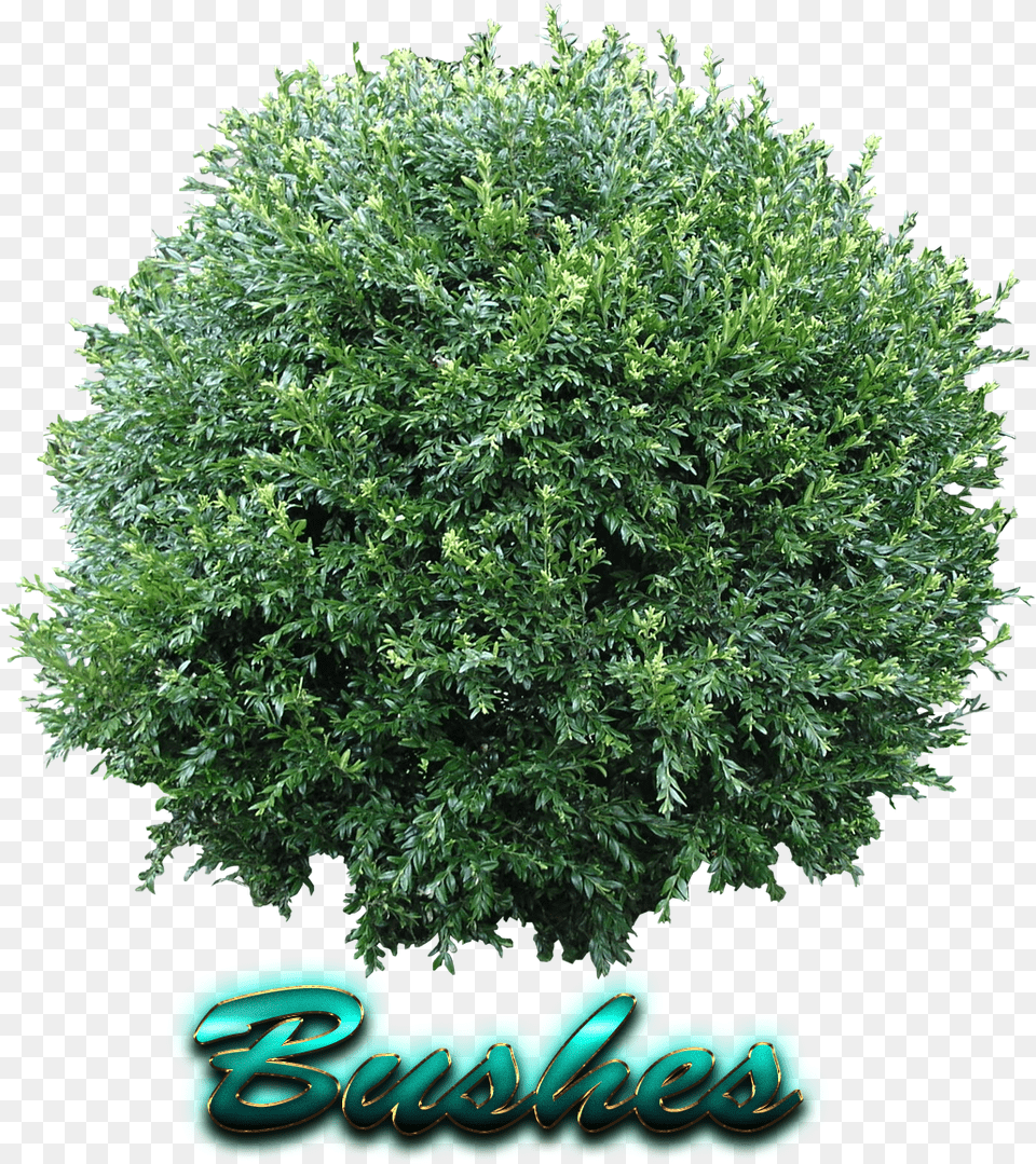 Bushes Plant, Tree, Vegetation, Bush Png Image
