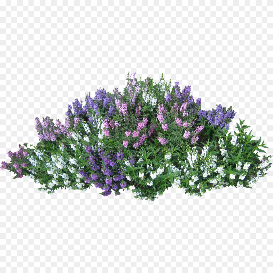 Bushes Images Download Bush Bush With Flowers, Flower, Herbal, Herbs, Plant Png Image