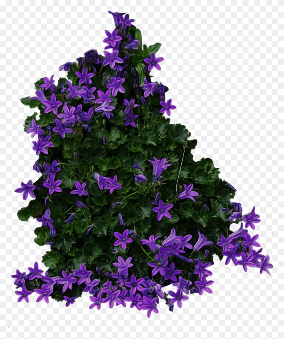 Bushes Images Bush Flower Bush Top View, Geranium, Plant, Purple, Flower Arrangement Free Png Download