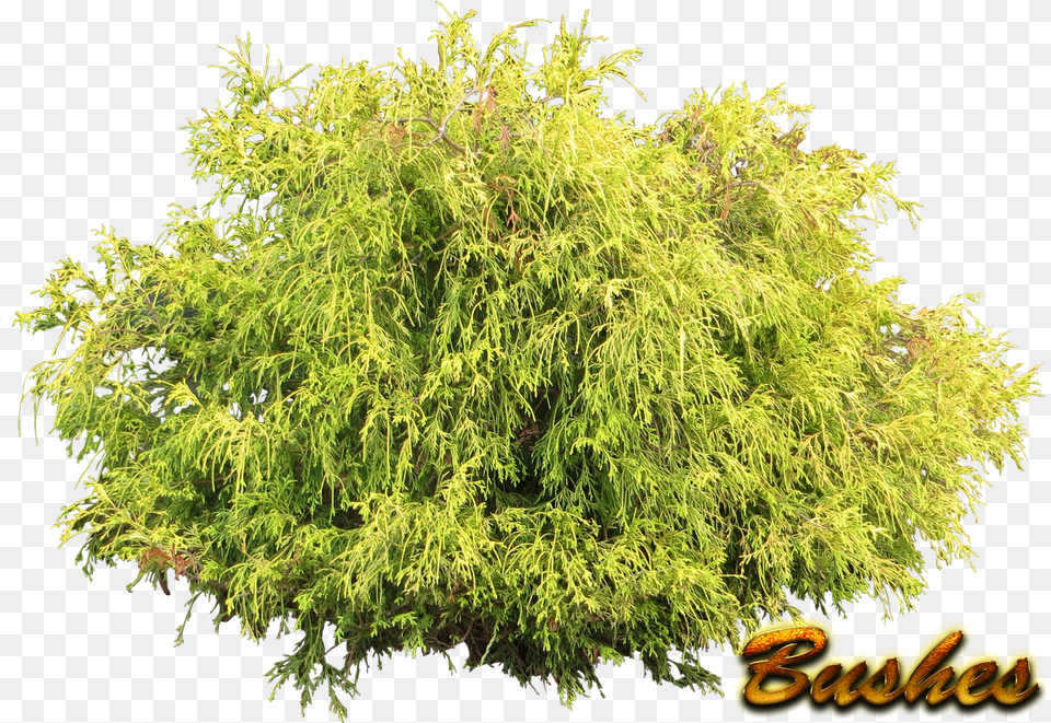 Bushes Pic Transparent Background Shrubs, Conifer, Plant, Tree, Vegetation Png Image