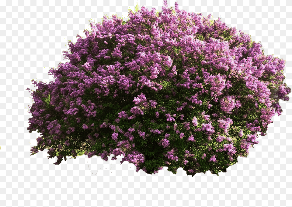 Bushes Plan View Purple Flower Bush, Plant, Vegetation, Lilac Free Png Download