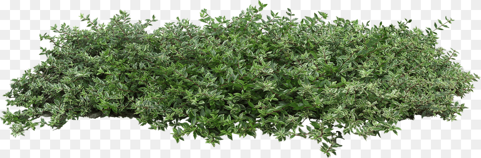 Bushes Plant Populus Nigra Tree Architecture Shrub Transparent Background Bushes Png Image