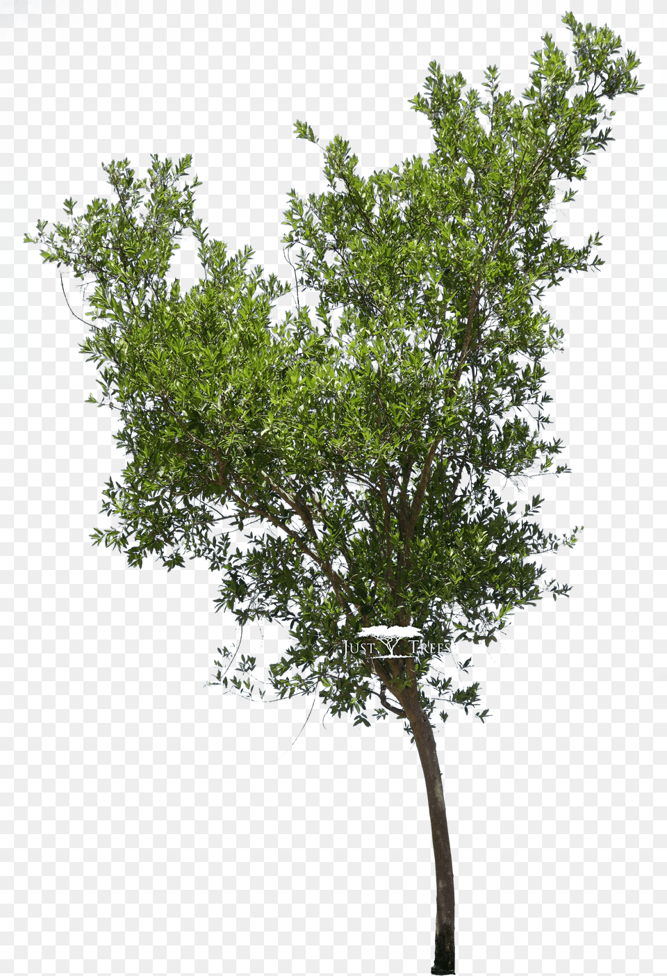 Bushes River Bush Willow Tree Drawing Png Image