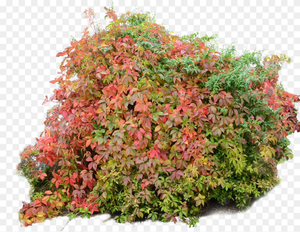 Bushes Transparent Bush Plant In Fall, Leaf, Maple, Tree, Vegetation Png Image