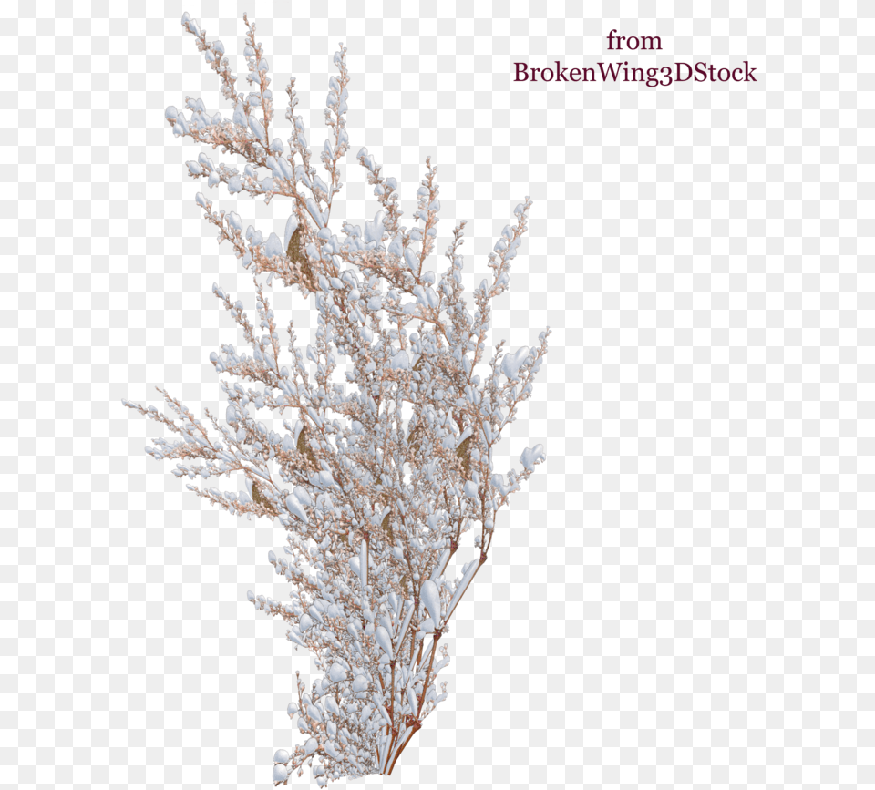 Bushes With Snow, Ice, Nature, Outdoors, Plant Free Transparent Png