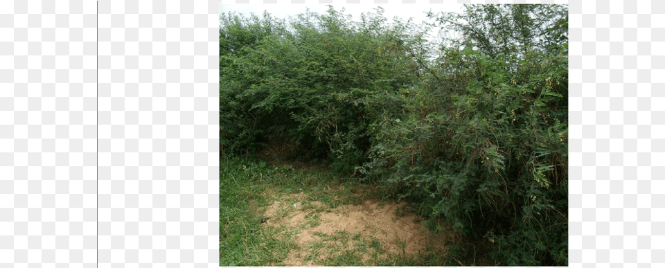 Bushy Vegetation In Rasi Nyabero Village In Rorya District, Plant Png