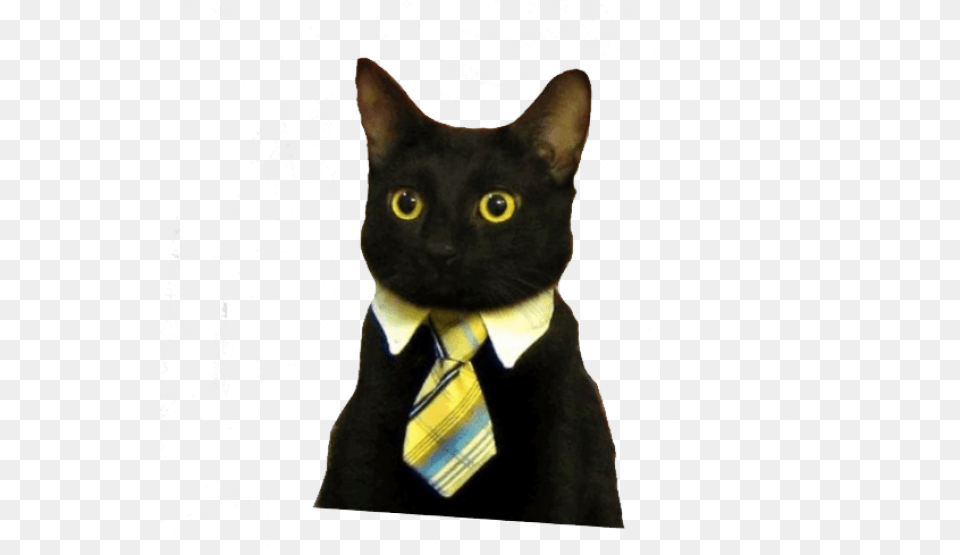 Business Cat Meme, Accessories, Necktie, Formal Wear, Tie Free Transparent Png