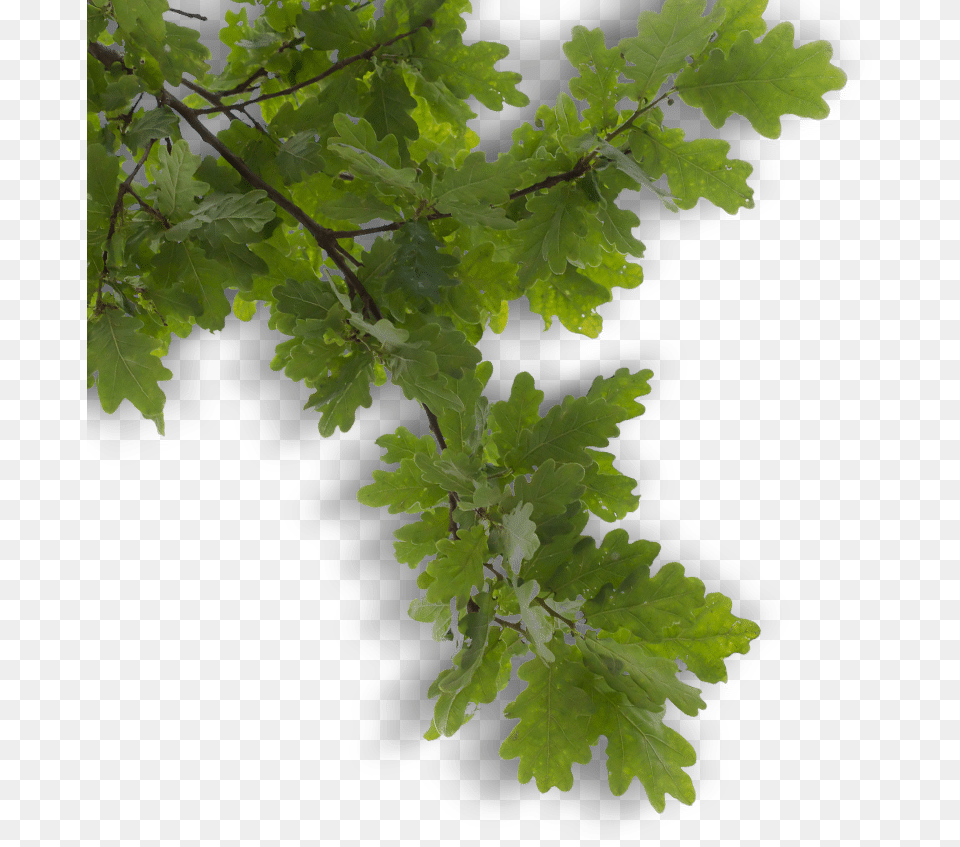 Business Hilliard, Oak, Plant, Tree, Leaf Free Png