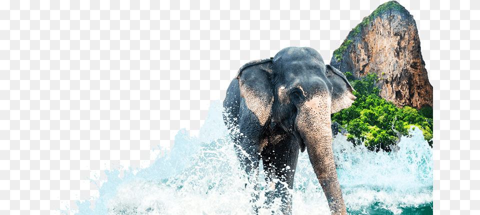Business Opportunities In Andaman And Nicobar Islands Railay Beach, Animal, Elephant, Mammal, Wildlife Free Png Download