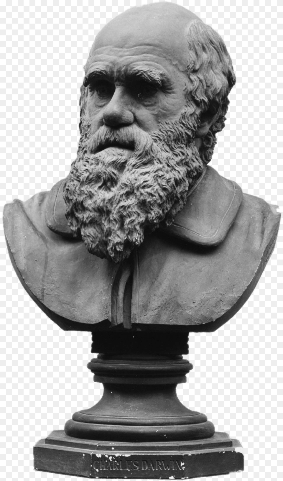 Bust Of Charles Darwin Charles Darwin, Beard, Face, Head, Person Png Image