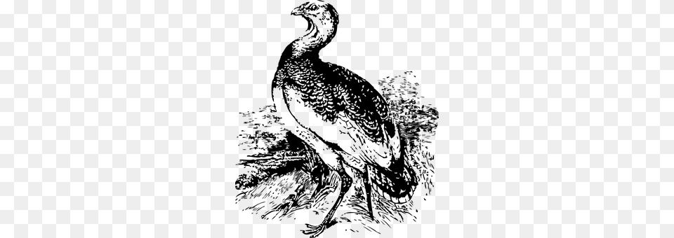 Bustard Gray Free Png Download