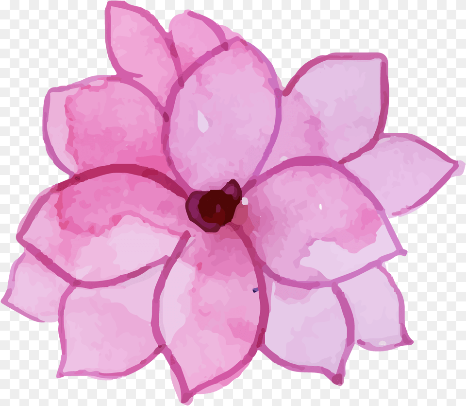 Busy Lizzie, Dahlia, Flower, Petal, Plant Free Transparent Png