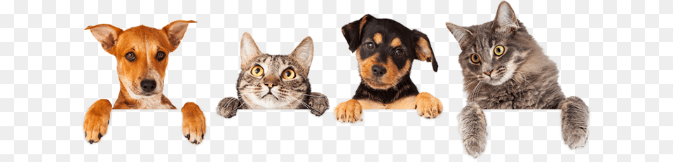 But First Tell Us More About Your Pet And Only Get We Love Pets, Animal, Canine, Dog, Mammal Free Png Download