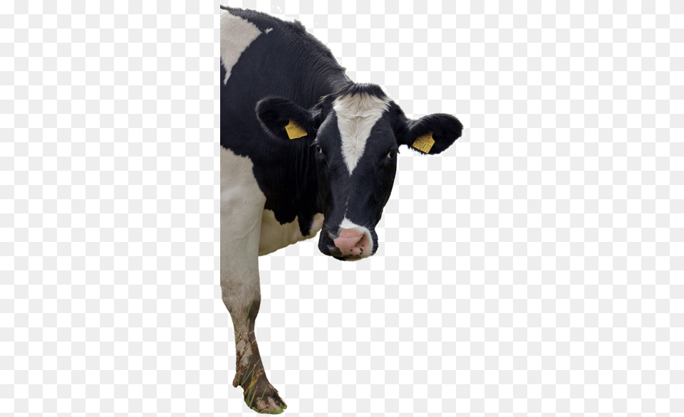 But Hold On A Second Just How Exactly Did The Cow Milking Moo Man, Animal, Cattle, Dairy Cow, Livestock Png Image