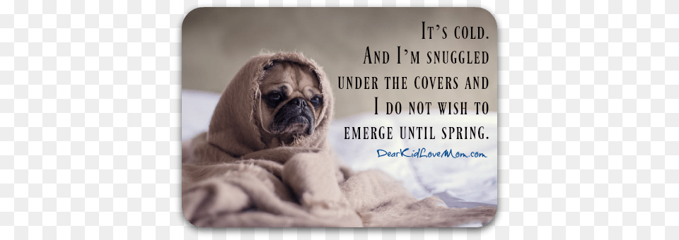 But It39s Cold Pug In A Blanket Dog Journal, Animal, Canine, Mammal, Pet Free Transparent Png