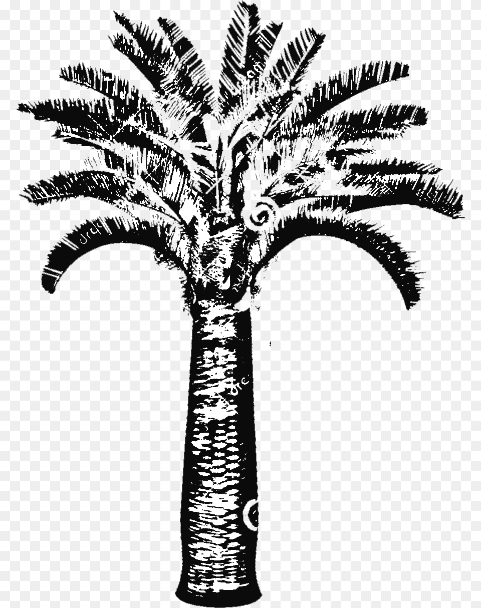 Butia Capitata Jelly Palm Big Plant Nursery Illustration, Palm Tree, Tree, Cross, Symbol Png Image