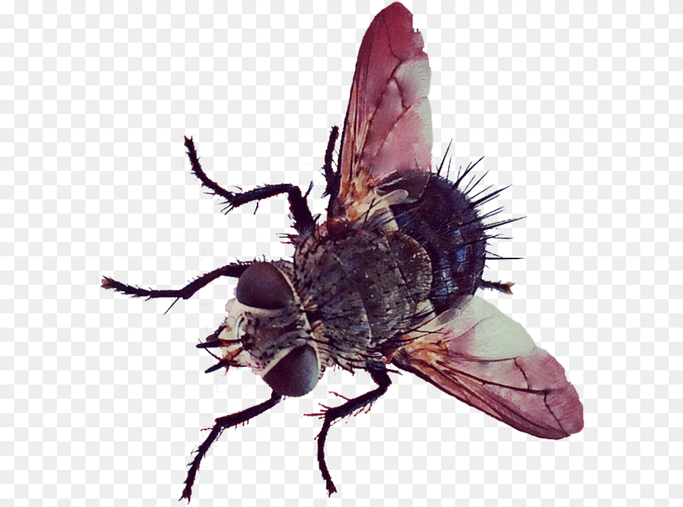 Butt House Fly, Animal, Insect, Invertebrate Png Image