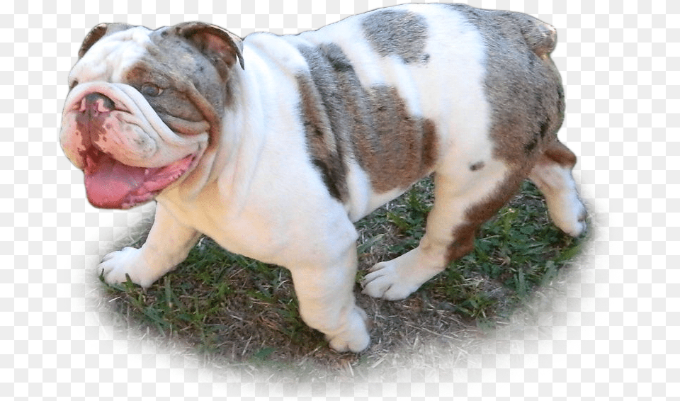 Butter Butter X Bang Pedigree Bang Bulldog, Animal, Canine, Dog, Mammal Free Png Download