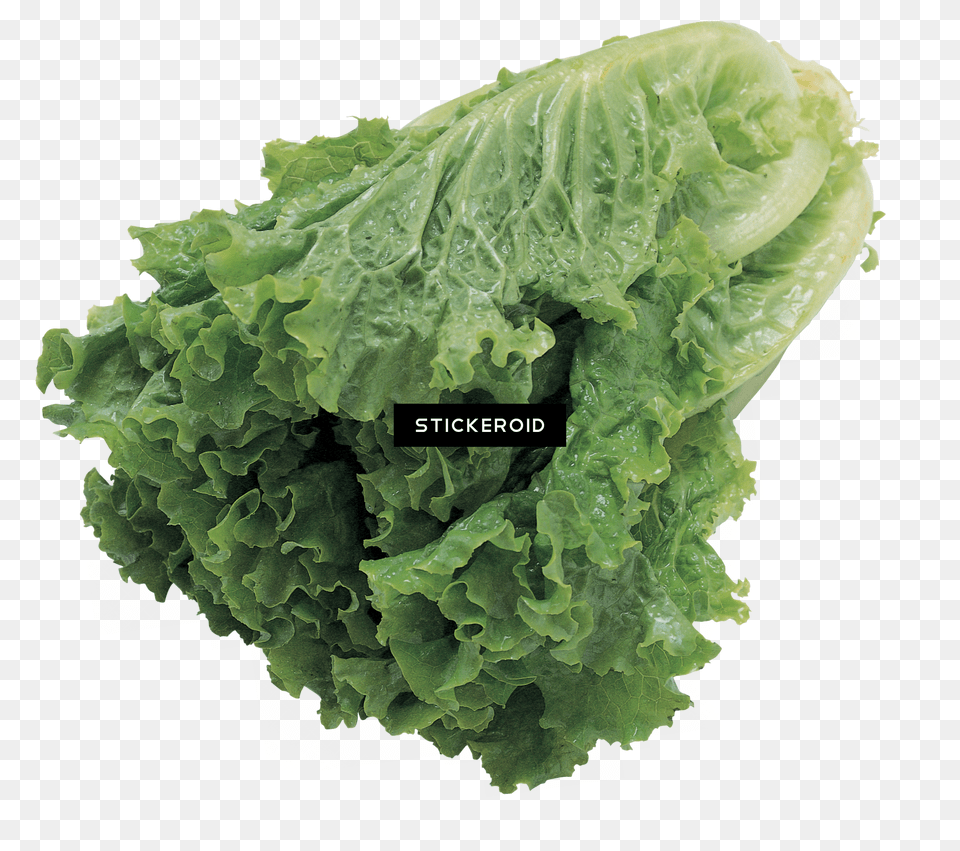 Butter Lettuce Vegetable Seeds Green Salad Transparent Background, Food, Plant, Produce, Burger Free Png Download