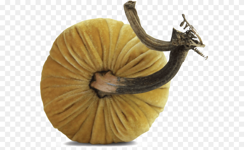 Butter Pumpkinsdata Image Id Gourd, Food, Plant, Produce, Pumpkin Free Transparent Png
