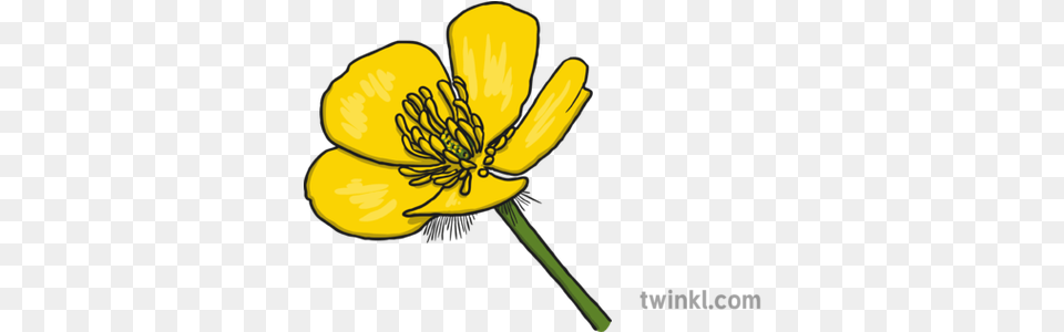 Buttercup 1 Illustration Illustration Of A Buttercup Flower, Anemone, Anther, Petal, Plant Free Png