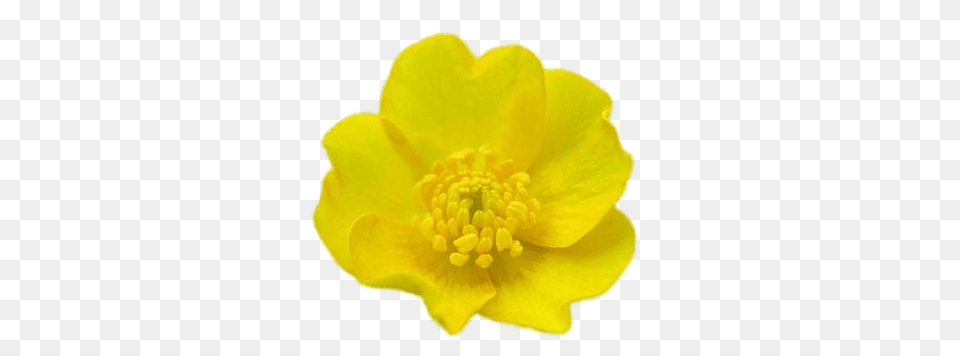 Buttercup, Flower, Petal, Plant, Pollen Free Transparent Png