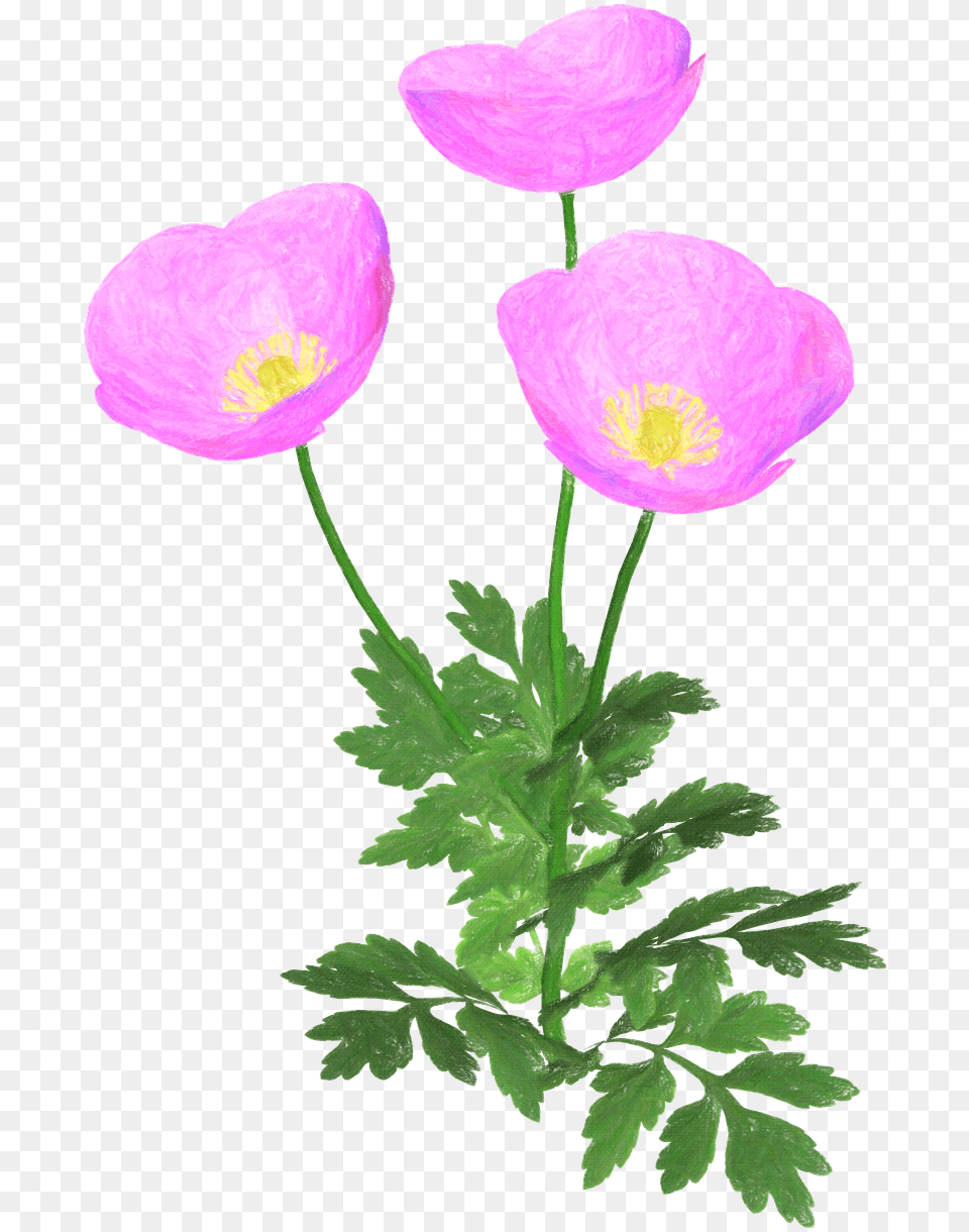 Buttercup, Anemone, Flower, Geranium, Plant Free Png Download