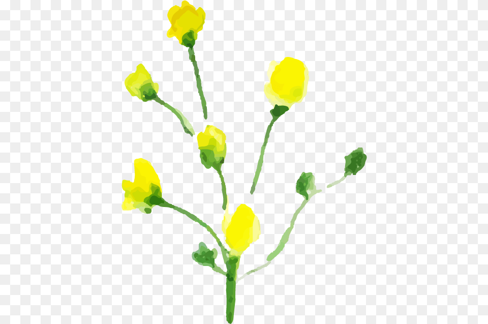 Buttercup, Flower, Petal, Plant, Bud Free Transparent Png