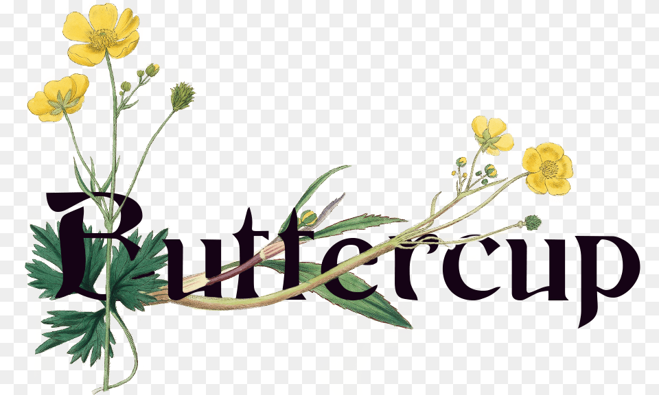 Buttercup, Art, Floral Design, Graphics, Leaf Png