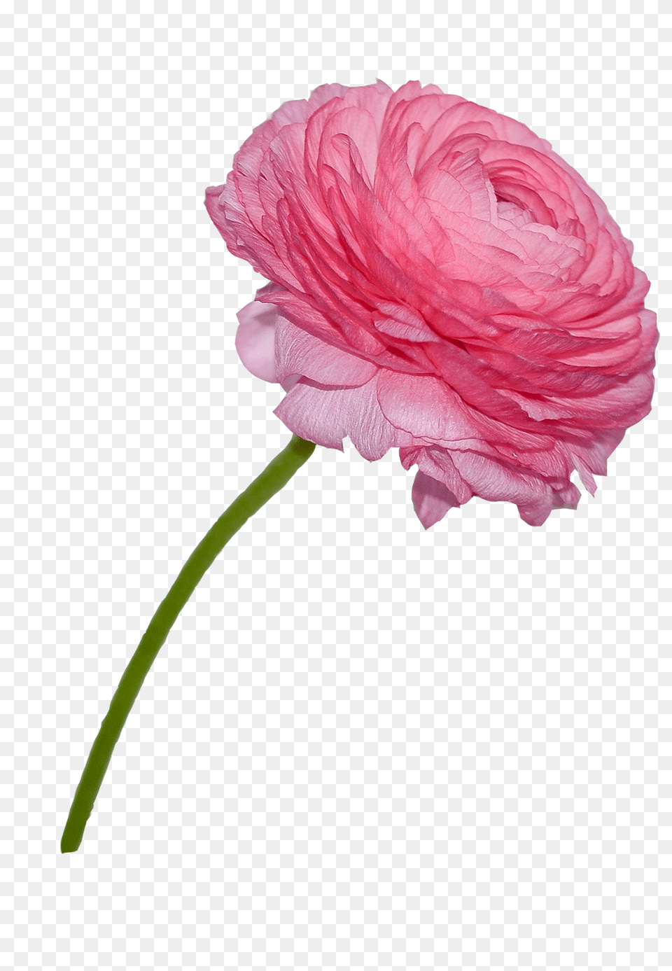 Buttercup Carnation, Flower, Plant, Rose Free Png Download