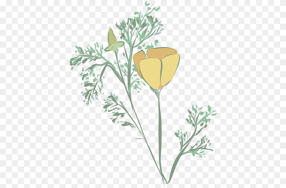 Buttercup, Art, Plant, Flower, Drawing Png Image