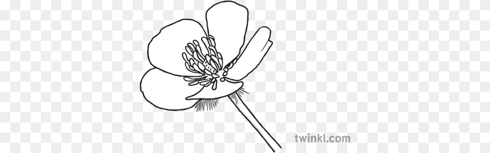 Buttercup Black And White 1 Buttercup Black And White, Anemone, Anther, Flower, Plant Free Png Download