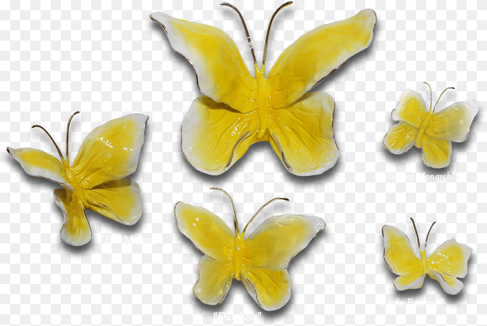 Buttercup Butterflies Decorative, Flower, Petal, Plant, Anther Png Image