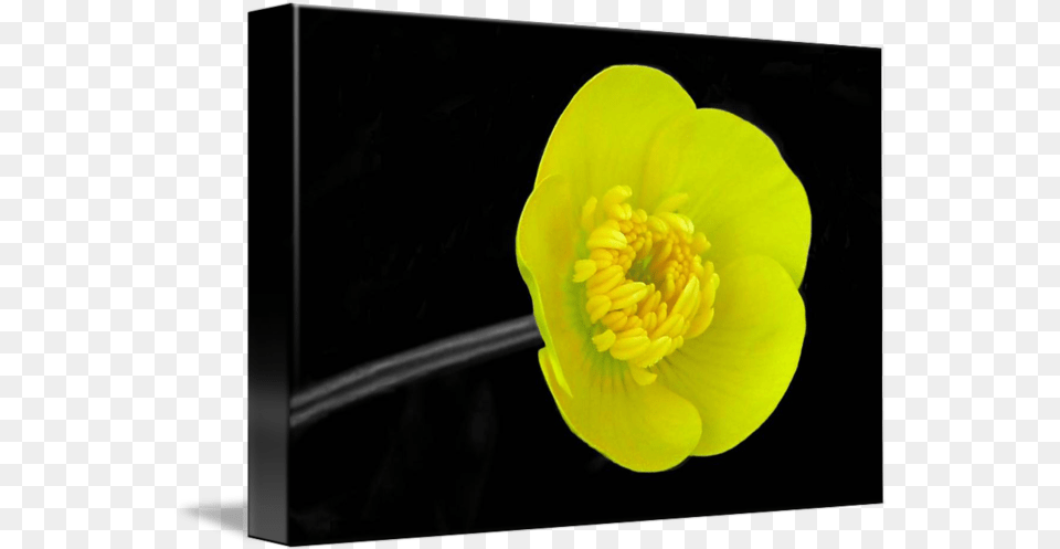 Buttercup By Lisa Phillips Marsh Marigold, Anemone, Flower, Petal, Plant Free Png Download