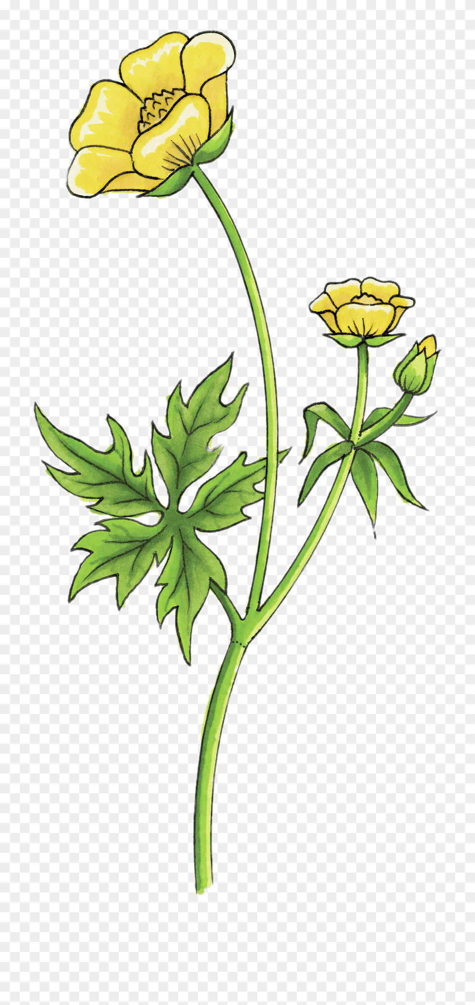 Buttercup Drawing, Flower, Geranium, Plant, Anther Png Image