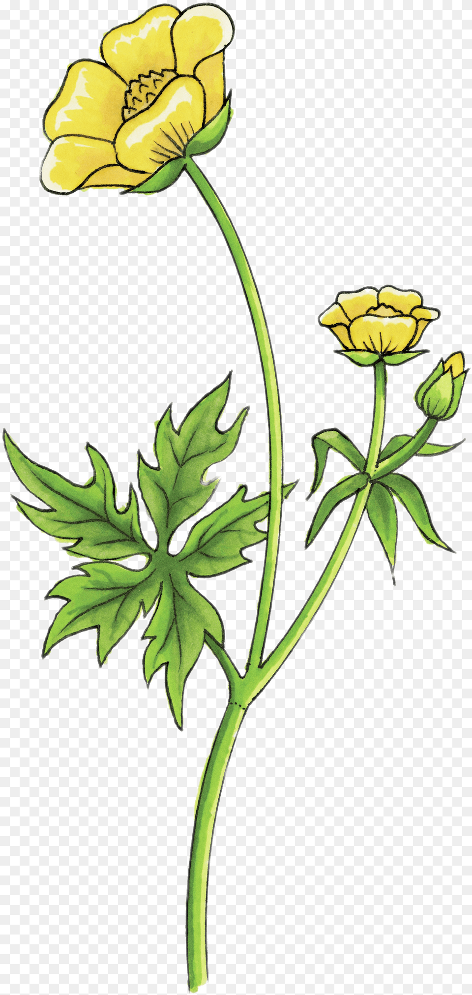 Buttercup Drawing Clip Arts Buttercup Flower Drawing, Plant, Geranium, Daisy Png Image