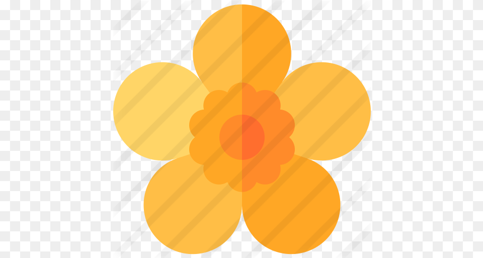 Buttercup Flower, Anemone, Daffodil, Plant, Daisy Png Image