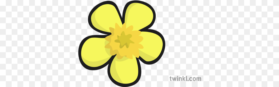 Buttercup Flower Illustration Twinkl Clip Art, Anemone, Daffodil, Petal, Plant Free Transparent Png