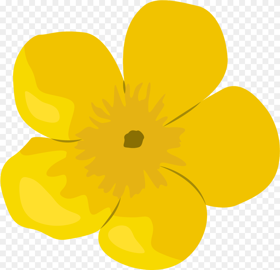 Buttercup Flower Primrose, Anemone, Petal, Plant, Anther Free Png Download