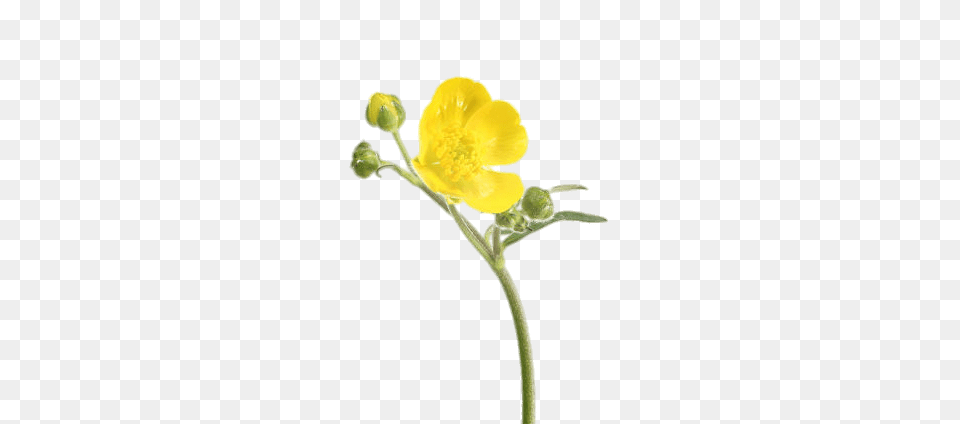 Buttercups, Anemone, Anther, Bud, Flower Free Png Download