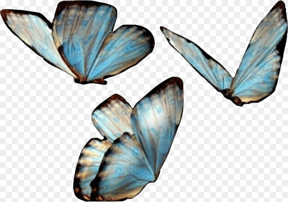 Butterfies Butterfly Butterflywings Blue Freetoedit Transparent Background Butterfly Png Image