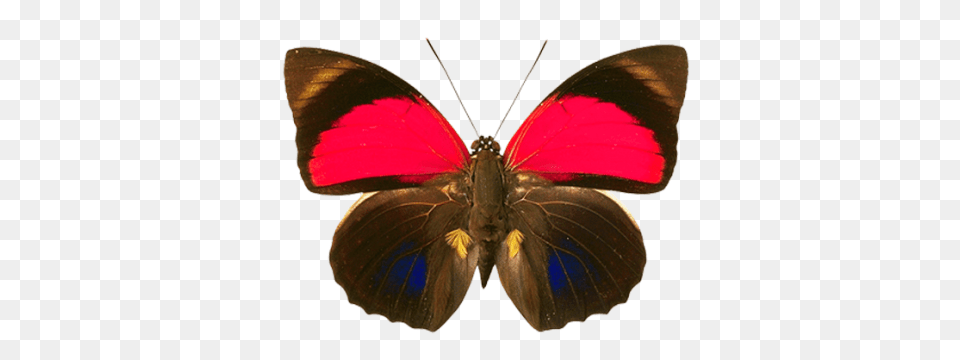 Butterfli Hd Insect Moth Photo, Animal, Butterfly, Invertebrate Free Transparent Png