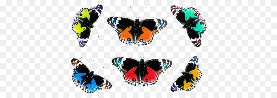 Butterflies Animal, Butterfly, Insect, Invertebrate Free Transparent Png