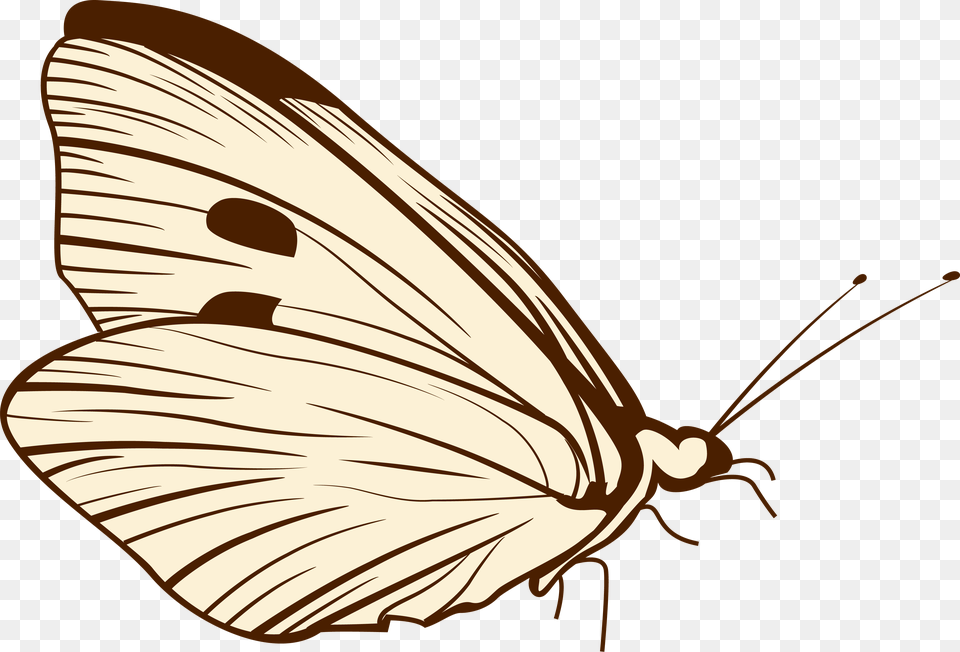 Butterflies, Animal, Butterfly, Insect, Invertebrate Free Transparent Png