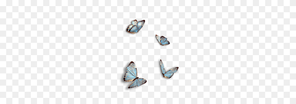 Butterflies Animal, Butterfly, Insect, Invertebrate Png