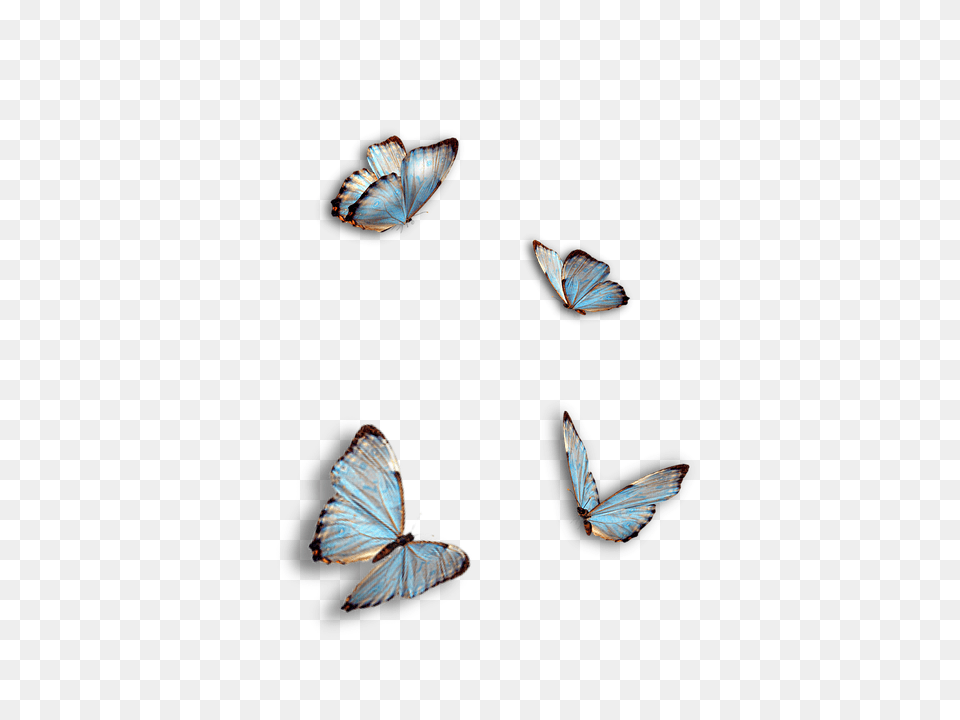 Butterflies Animal, Butterfly, Insect, Invertebrate Free Png