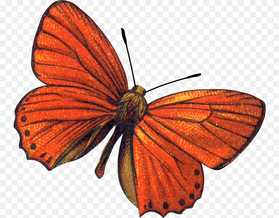 Butterflies, Animal, Insect, Invertebrate, Butterfly Png