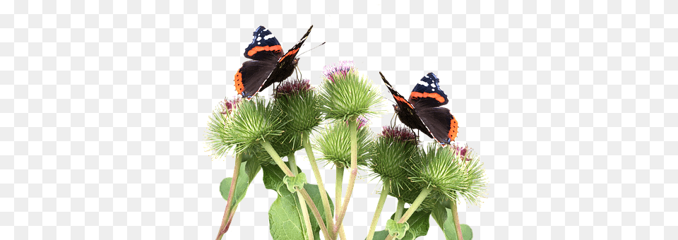 Butterflies Flower, Plant, Animal, Insect Free Transparent Png